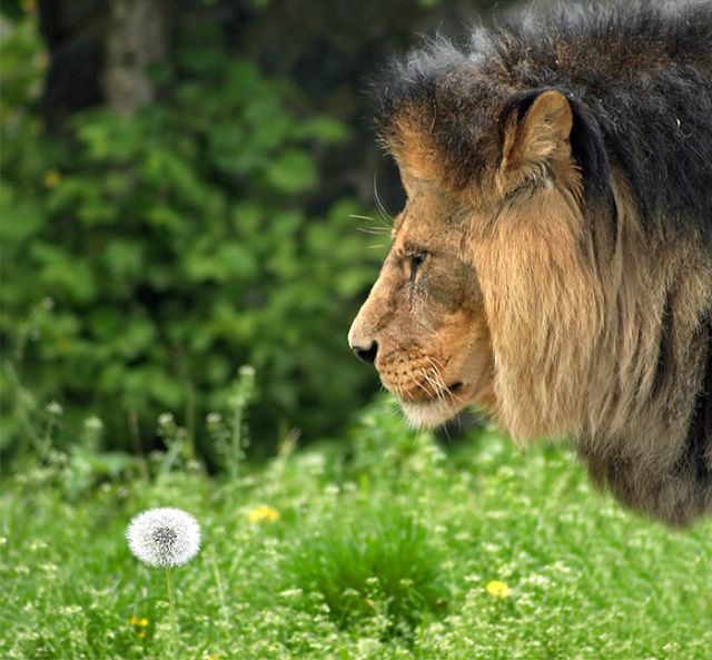 640x593, 69 Kb / лев, одуванчик