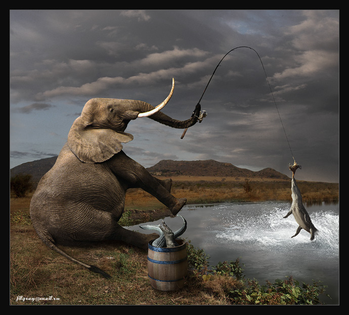 690x623, 145 Kb / слон, рыбалка, крокодилы