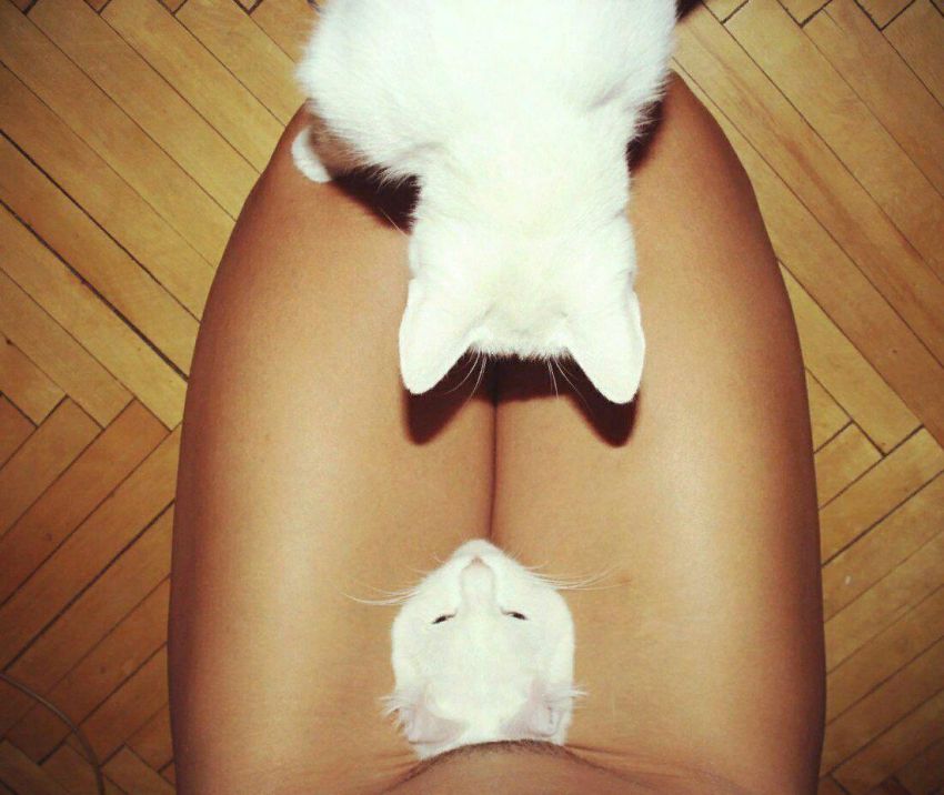 850x716, 79 Kb / кот, кошка, белый, белая, два, пол, паркет