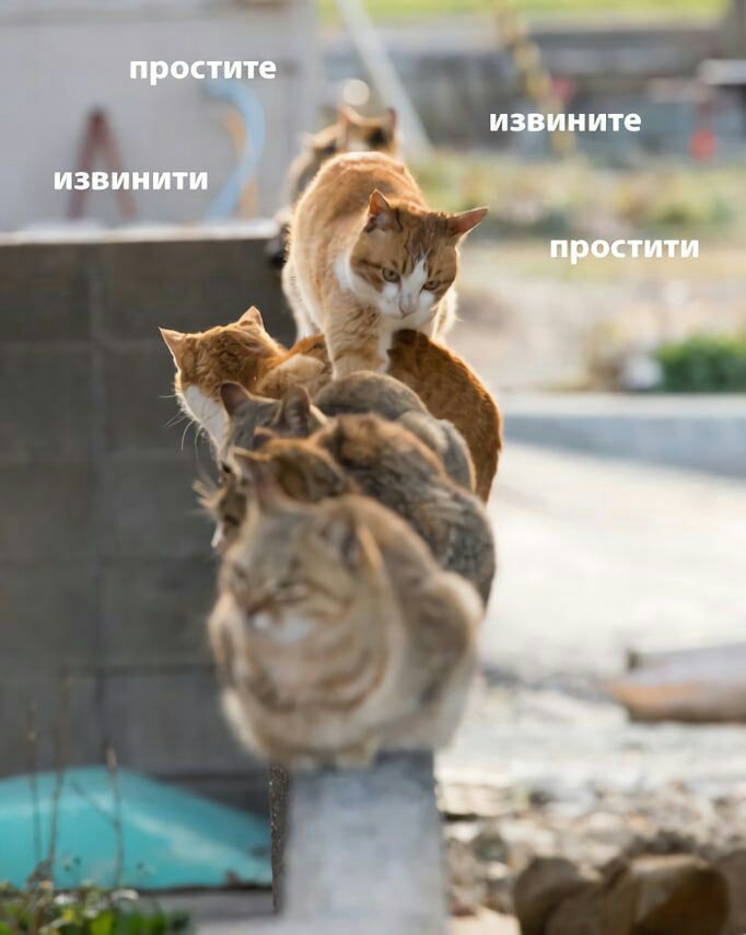 682x854, 51 Kb / стена, забор, коты, изивините