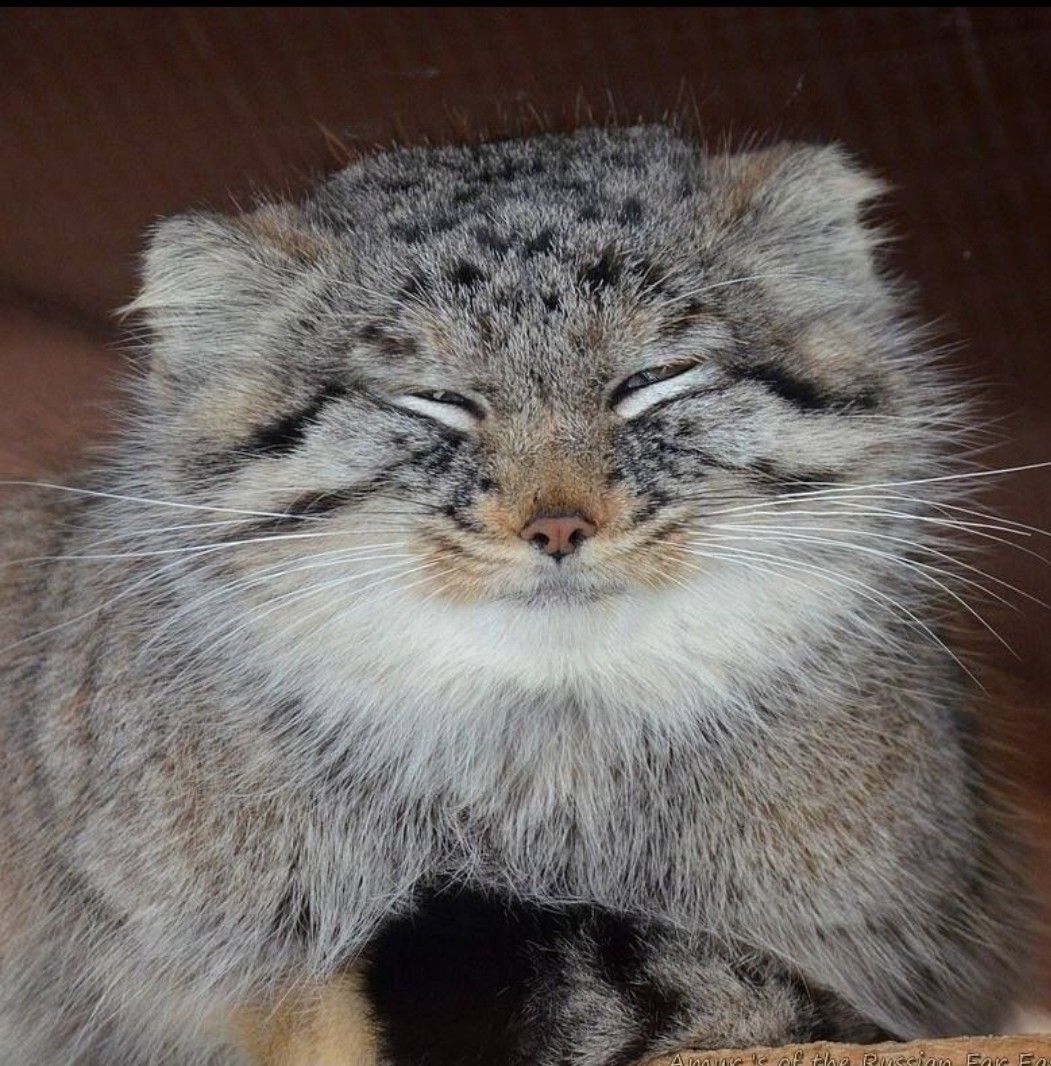 1051x1066, 203 Kb / кот, манул