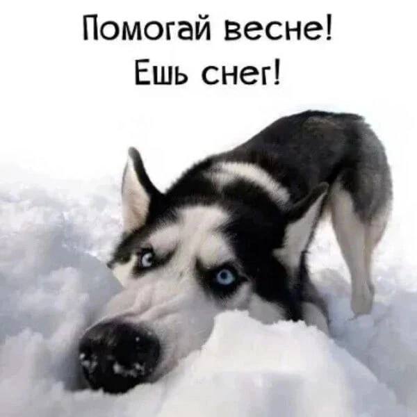 600x600, 26 Kb / Собака, снег