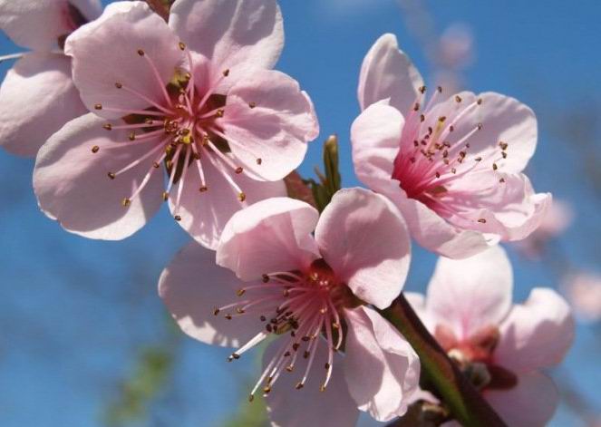 663x471, 39 Kb / весна, цветы, яблоня