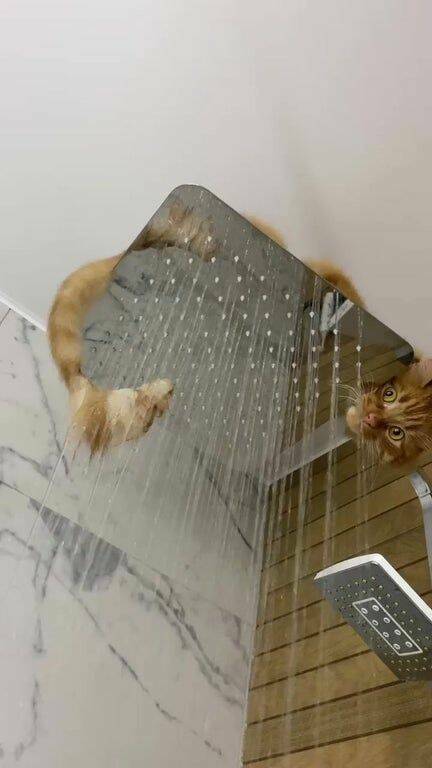 432x768, 29 Kb / кот, рыжий, душ