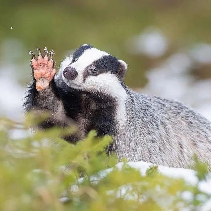 736x736, 77 Kb / Барсук, лапа, когти, снег