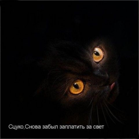 480x480, 17 Kb / свет, кот