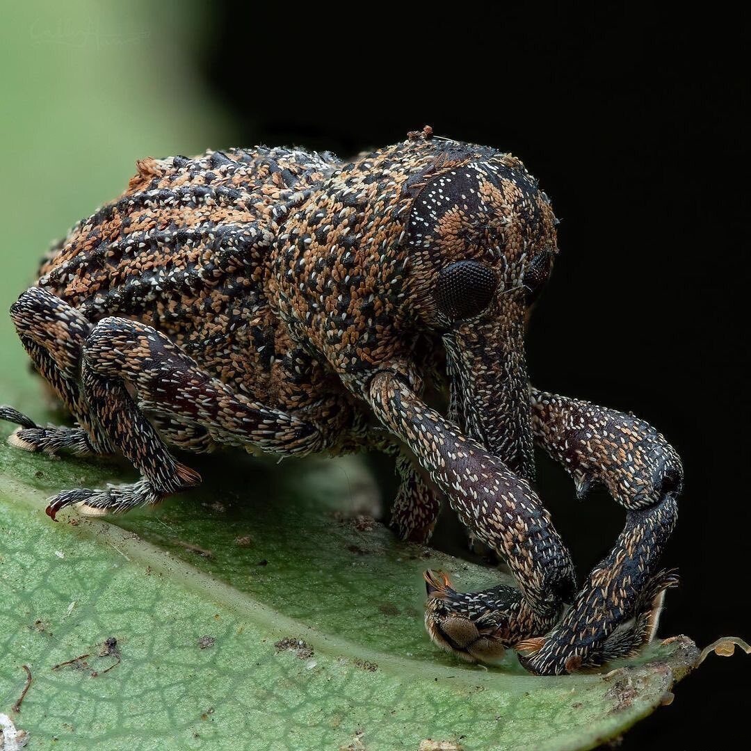 1080x1080, 432 Kb / жук, слоник, листик, долгоносик каштановый