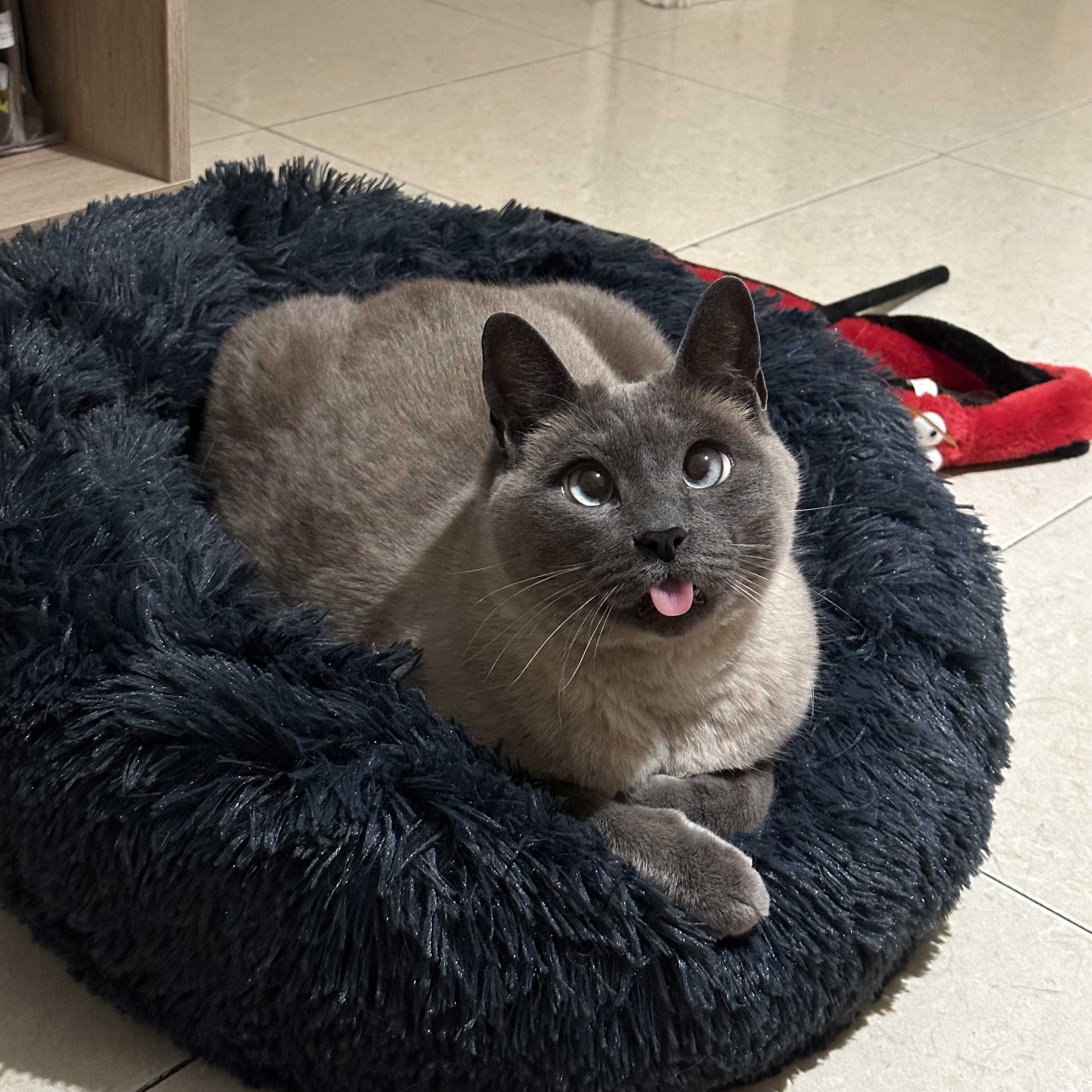 2933x2933, 634 Kb / кот, язык, лежанка