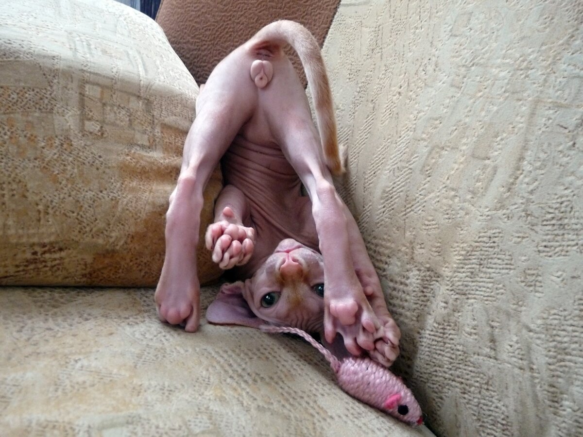 1200x900, 204 Kb / Кот, сфинкс