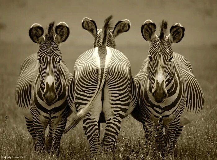 700x517, 92 Kb / зебра, хвост, ч/б