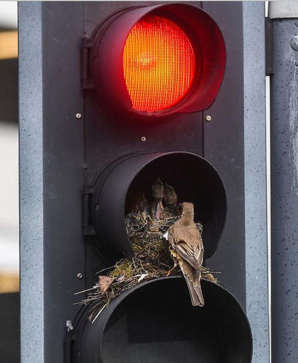 1200x1460, 154 Kb / светофор, гнездо, птенцы, птица