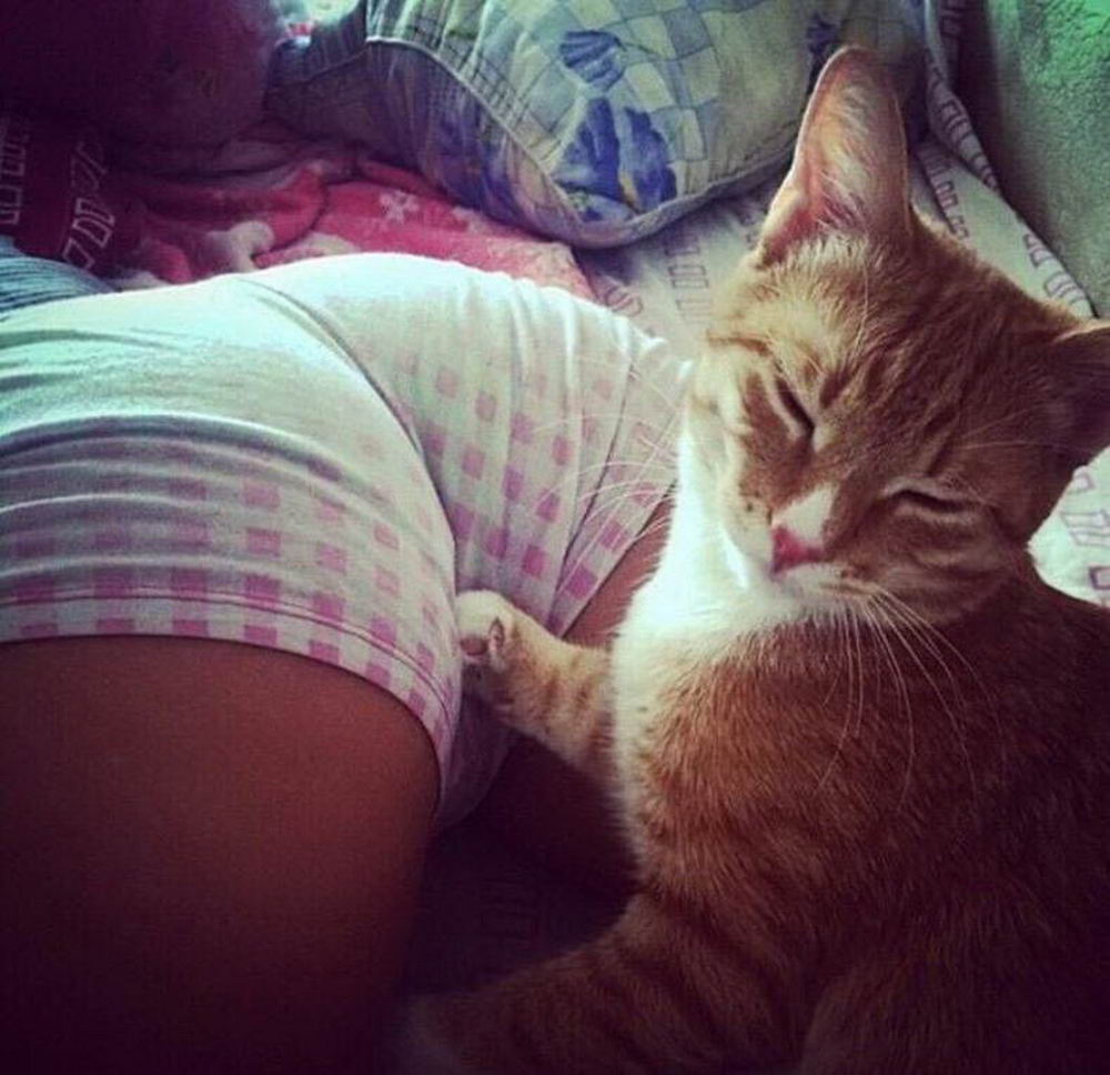 1000x968, 119 Kb / попка, кот, кошка, клетка, лапа, подушка