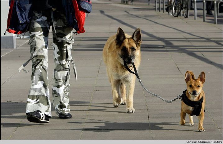 717x464, 61 Kb / собаки, овчарка, прогулка