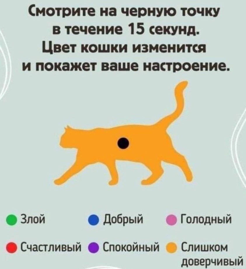 843x924, 83 Kb / Кошка, тест, точка.