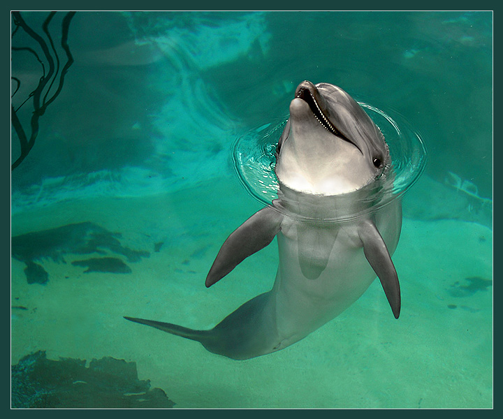 720x600, 204 Kb / дельфин