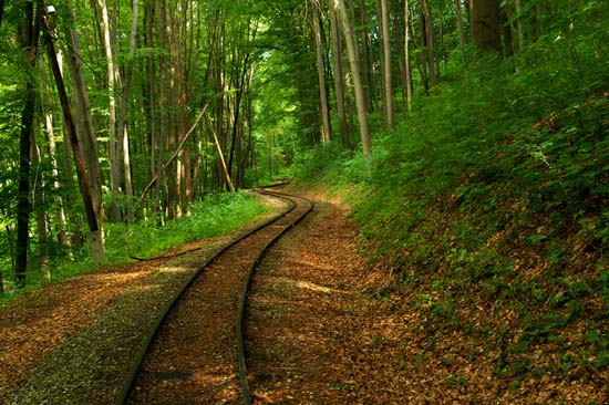 550x366, 77 Kb / железная дорога, лес