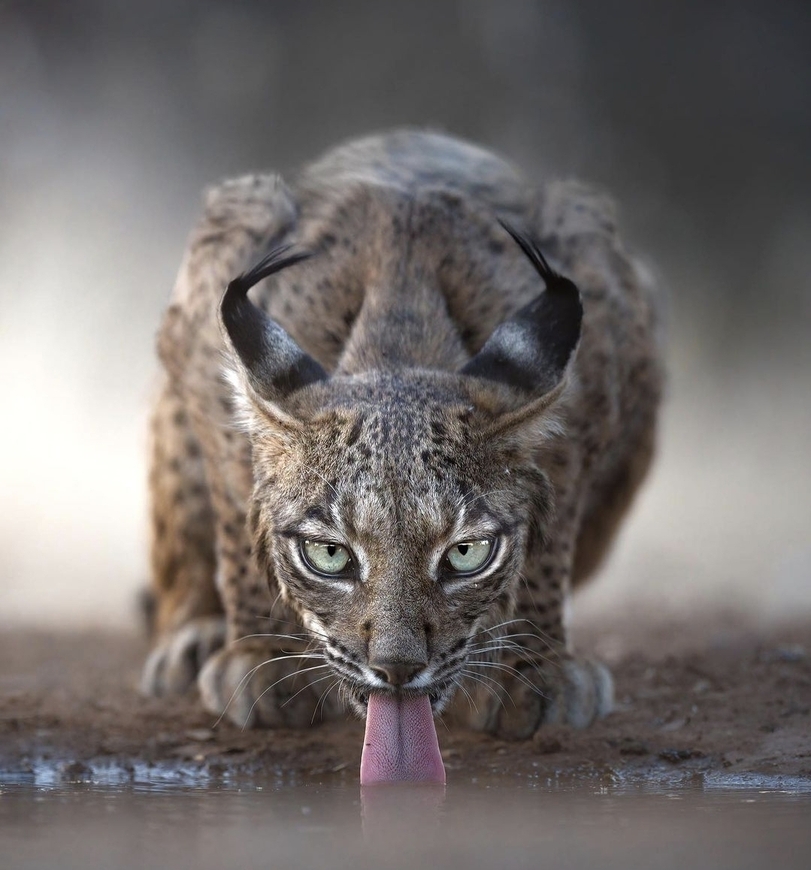 811x870, 348 Kb / пиренейская рысь, глаза, вода, пьет