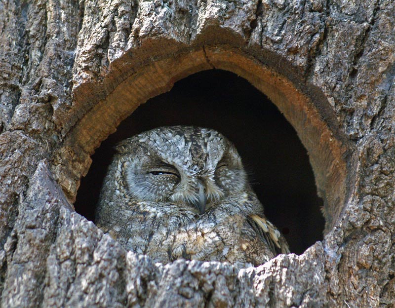 800x624, 130 Kb / Сова