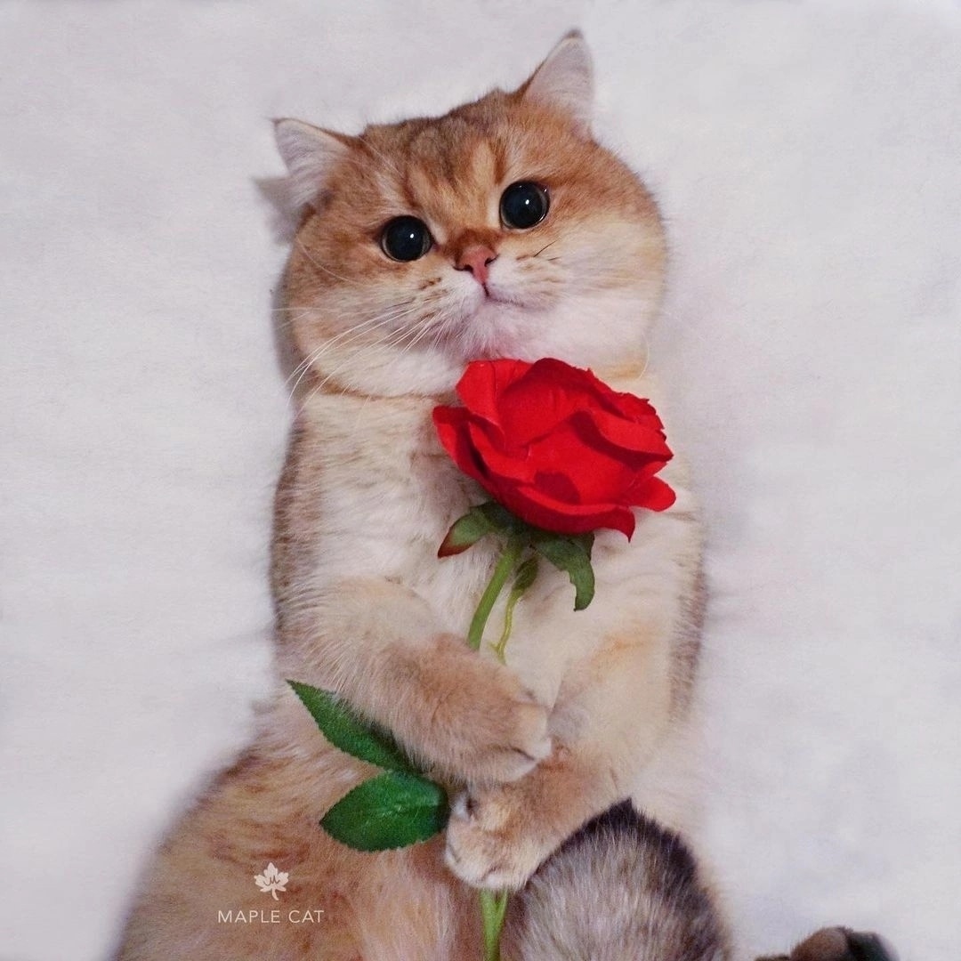 1080x1080, 231 Kb / Кот, кошка, цветок, роза