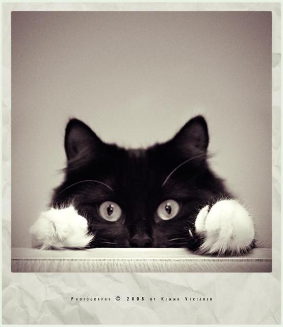 555x640, 43 Kb / кот, глаза, лапы