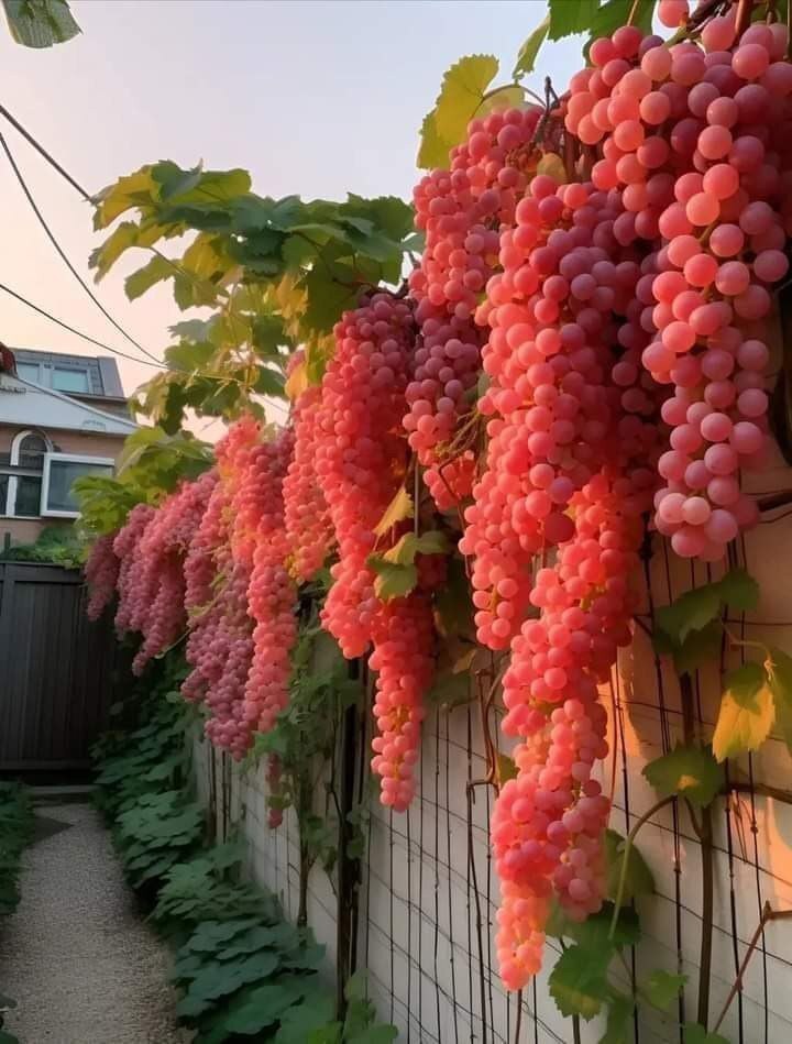 720x949, 102 Kb / виноград, забор