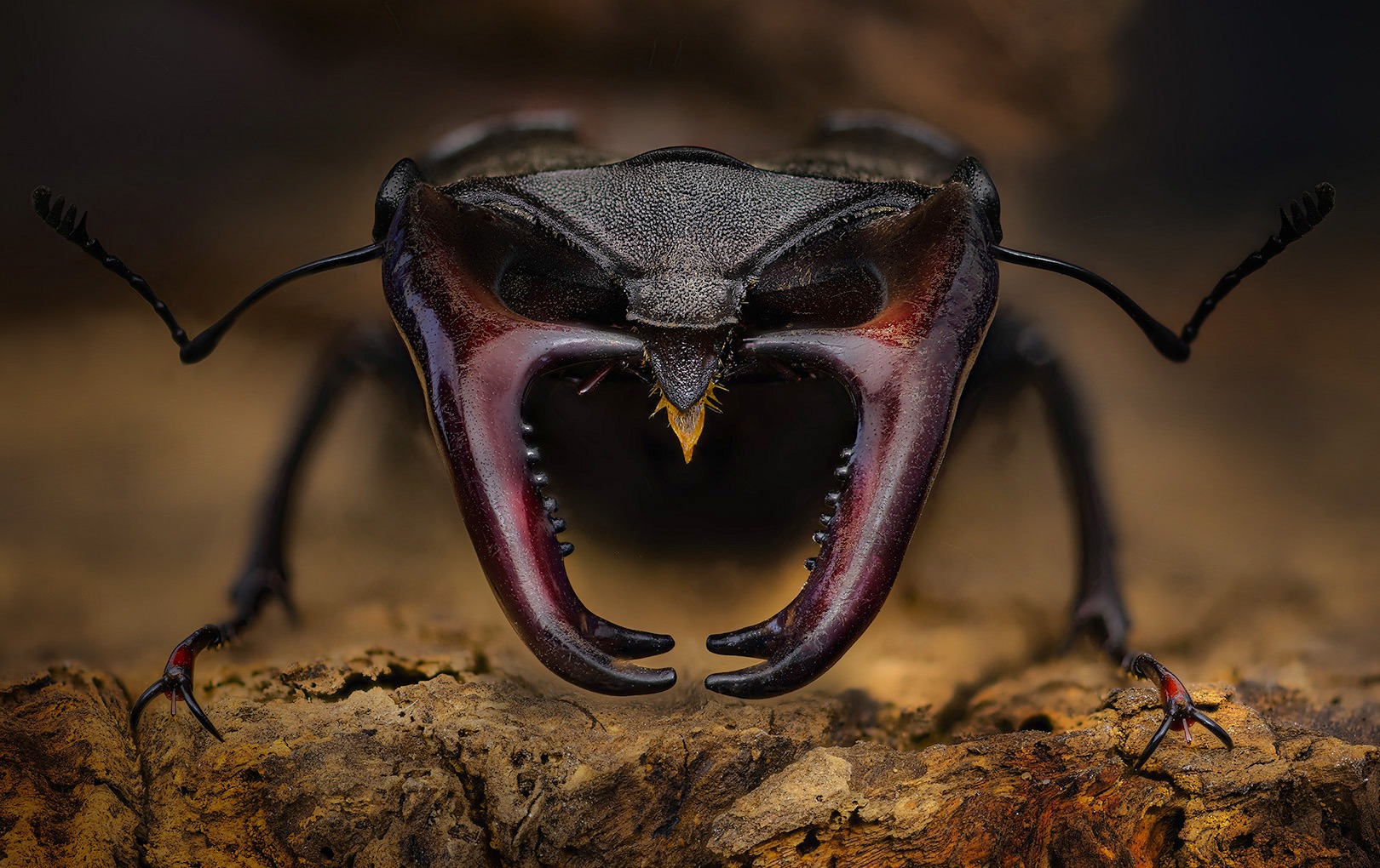 1620x1020, 425 Kb / жук, олень, макро