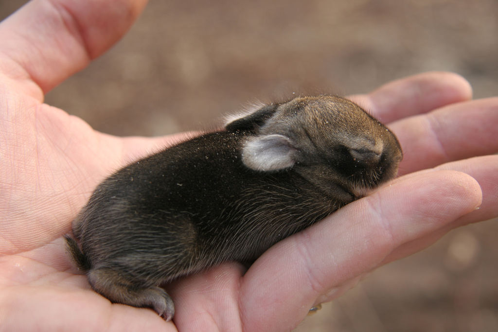 1024x683, 248 Kb / кролик