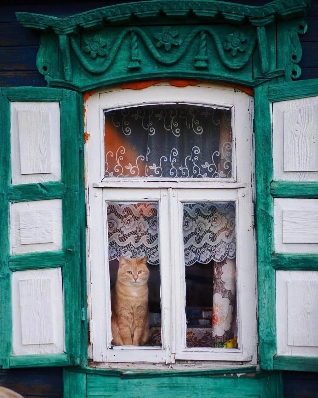 1024x1280, 223 Kb / кот, кошка, окно, ставни