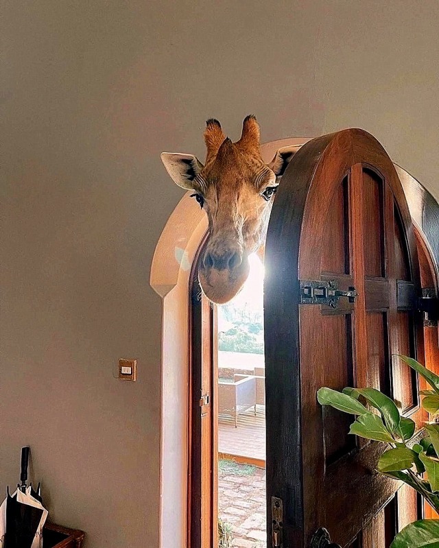 640x799, 154 Kb / жираф, дверь, голова