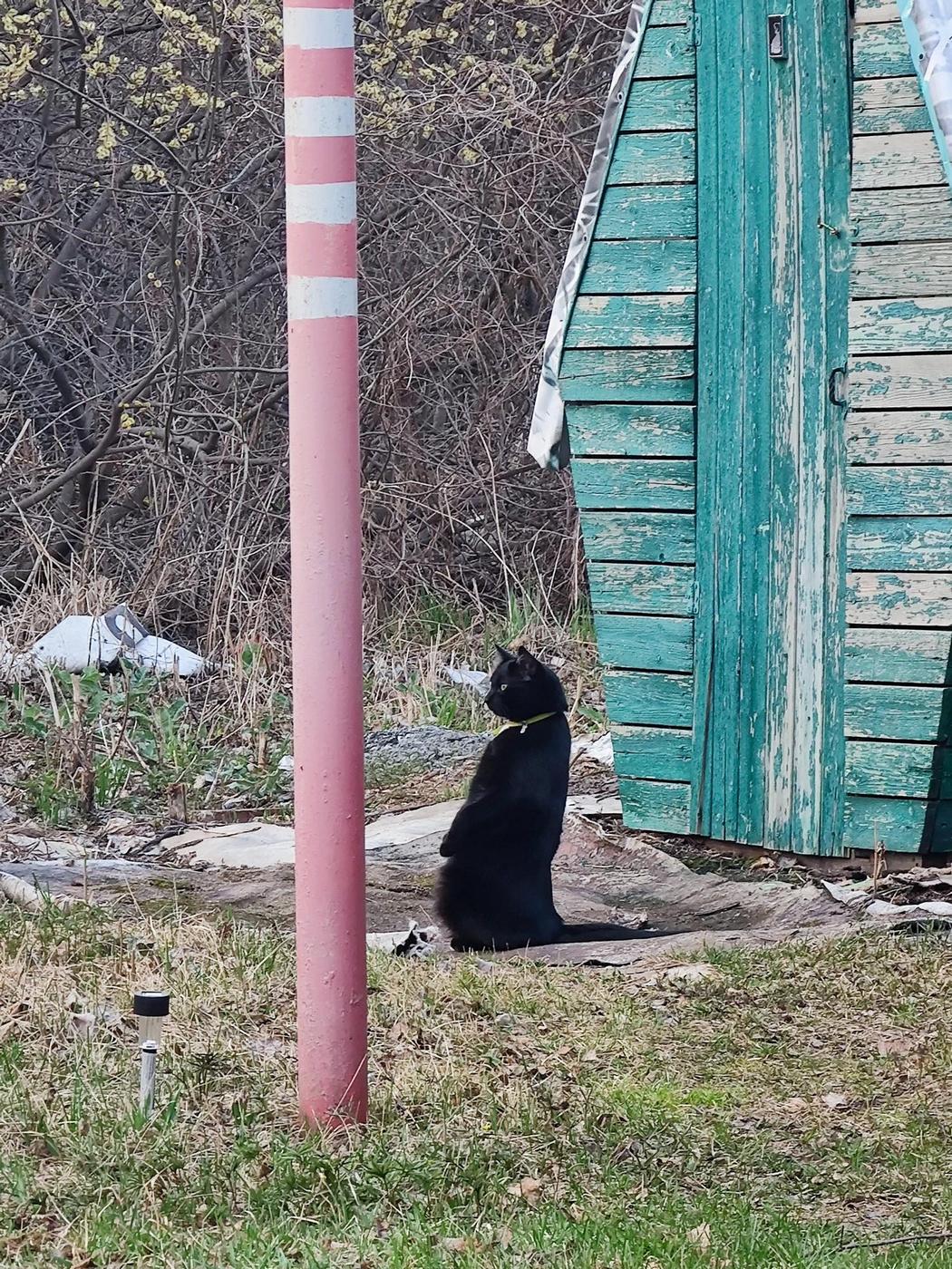 1050x1400, 515 Kb / Кот, туалет, столб, стоит