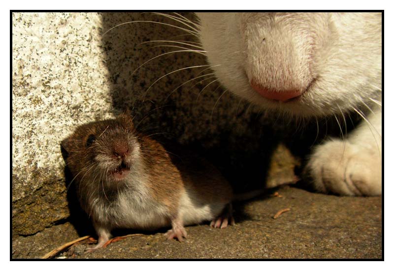 800x550, 97 Kb / мышь, кот, пиздец