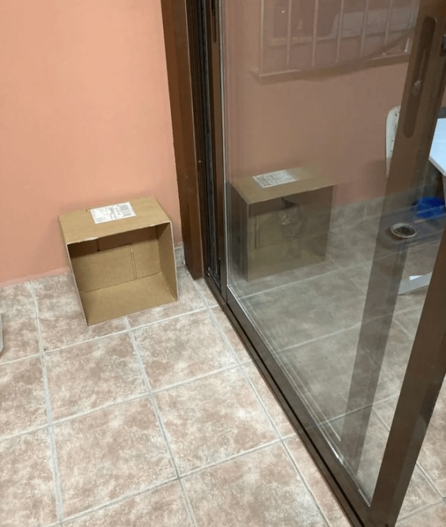 640x755, 108 Kb / кот, коробка, отражение, двери