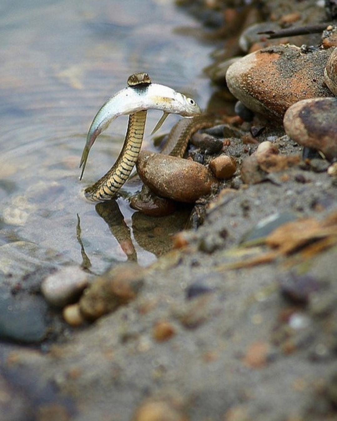 1080x1348, 355 Kb / змея, рыба, добыча, вода, камни