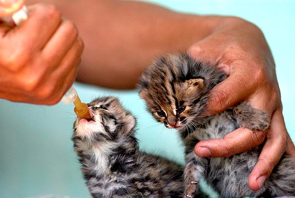 596x400, 48 Kb / леопард, детёныш, кормление