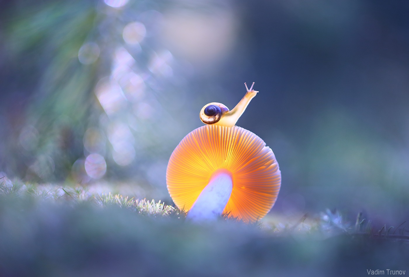 1400x949, 239 Kb / улитка, грибок, блики