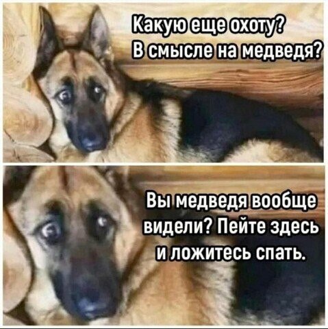 479x480, 57 Kb / Охота, медведь, собака, овчарка