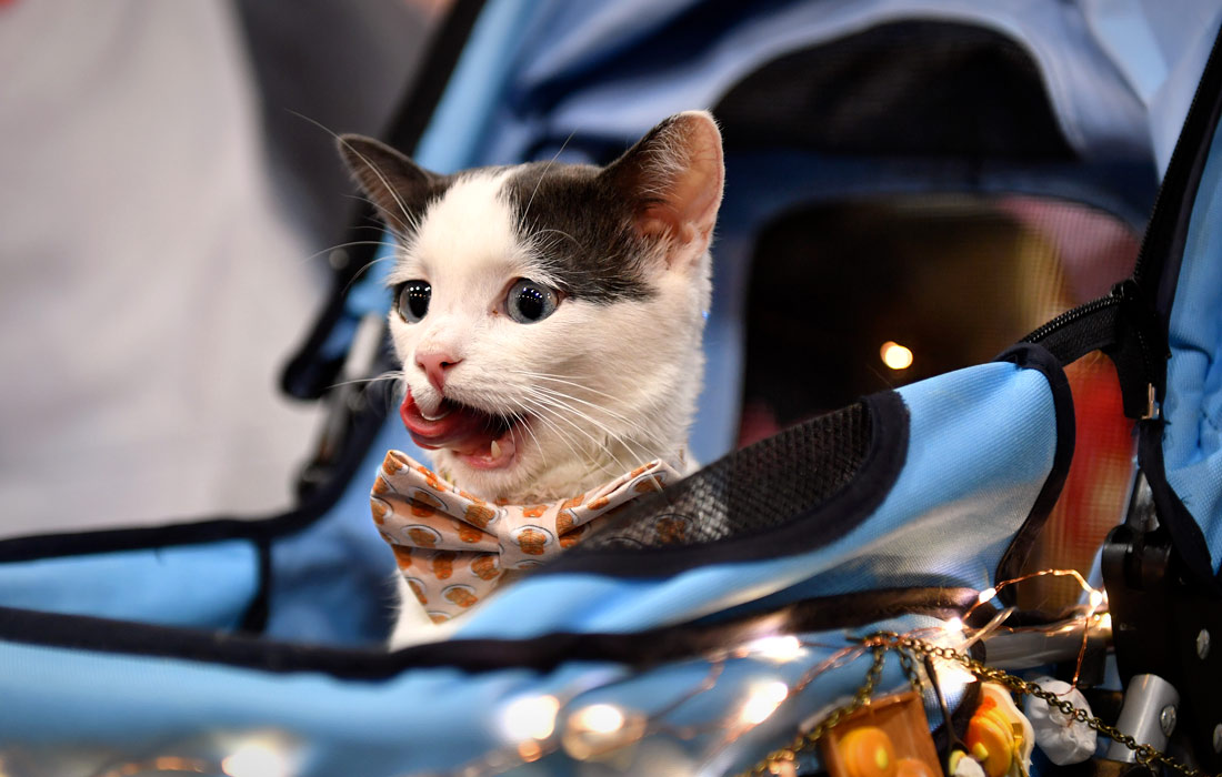 1100x700, 126 Kb / кот, кошка, бант, бабочка, Калифорния, США, CatCon, коляска, цепочка