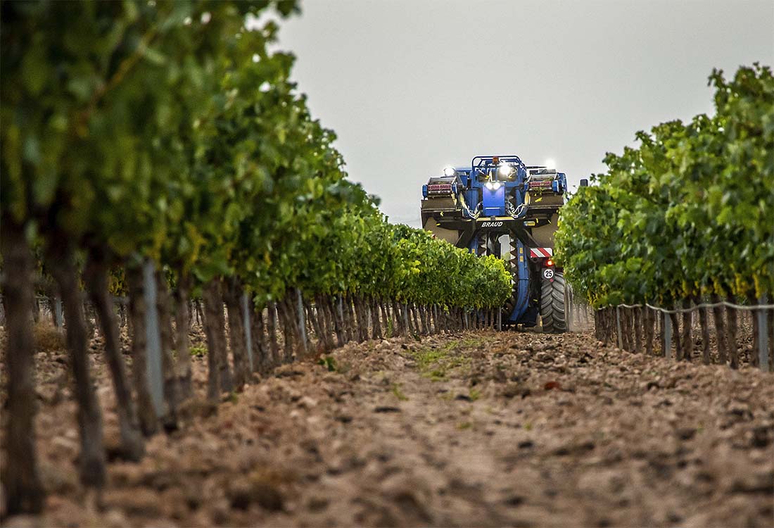 1100x750, 134 Kb / виноград, комбайн