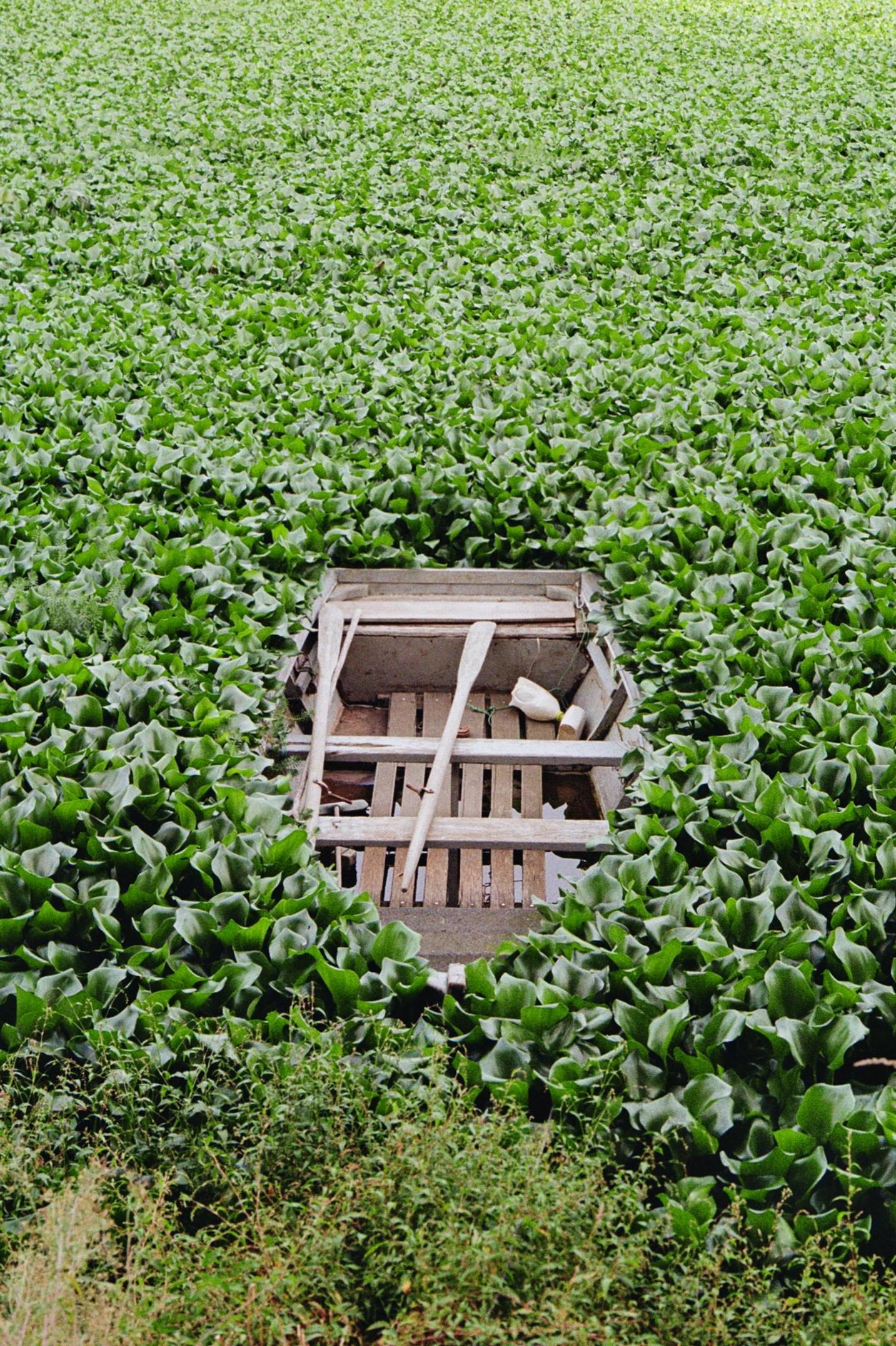 1433x2151, 627 Kb / лодка, болото, трава, гиацинт