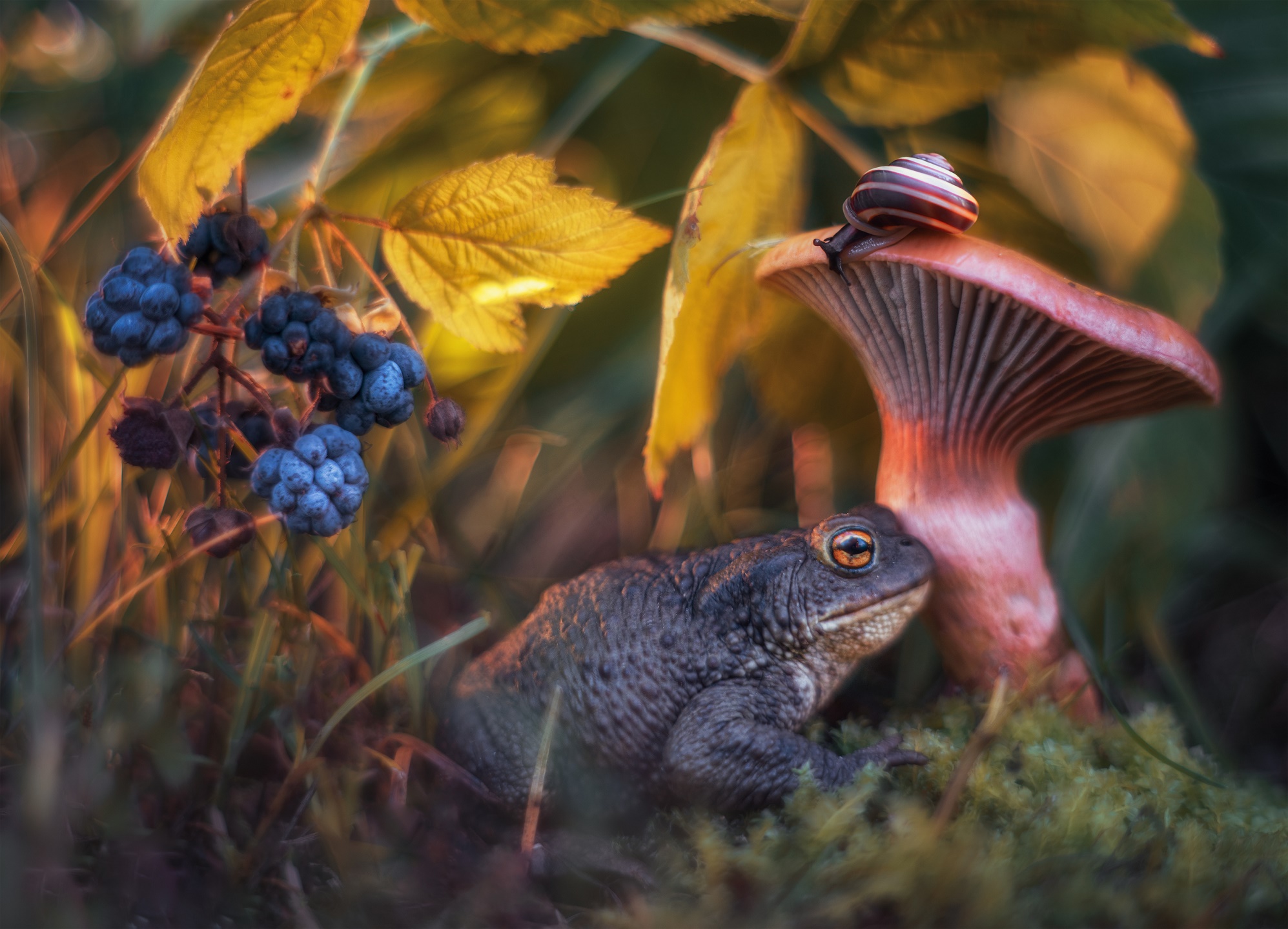 1995x1440, 632 Kb / жаба, улитка, грибок, ежевика