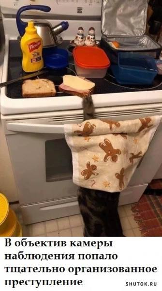 335x600, 32 Kb / кот, кошка, плита, кухня, чайник, полотенце, бутерброд