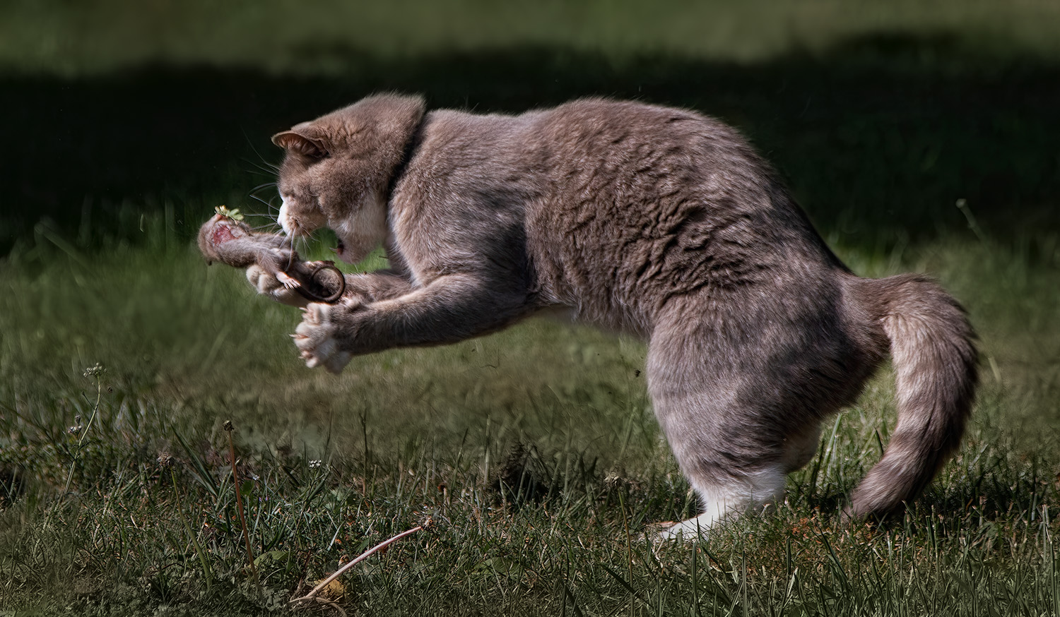 1500x874, 461 Kb / кот, кошка, мышь, мышка, охота, игра, трава