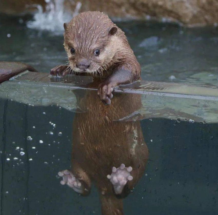 850x837, 87 Kb / выдра, вода, бортик, камень