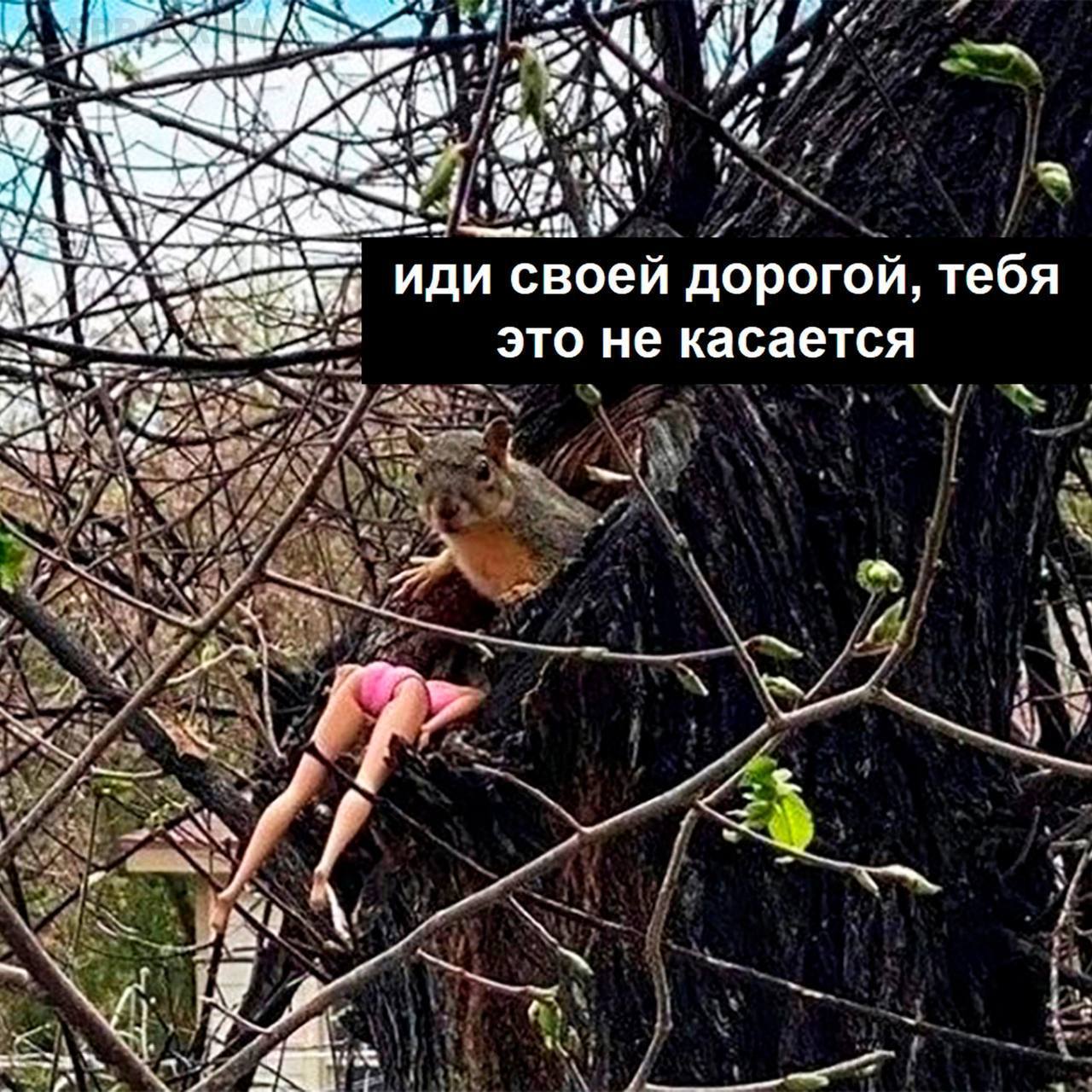 1280x1280, 252 Kb / Барби, кукла, белка, дупло, дерево