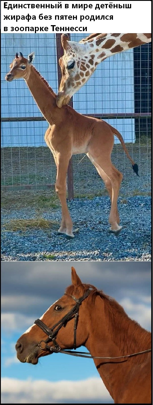 539x1418, 234 Kb / жираф, конь, без пятен, Теннесси