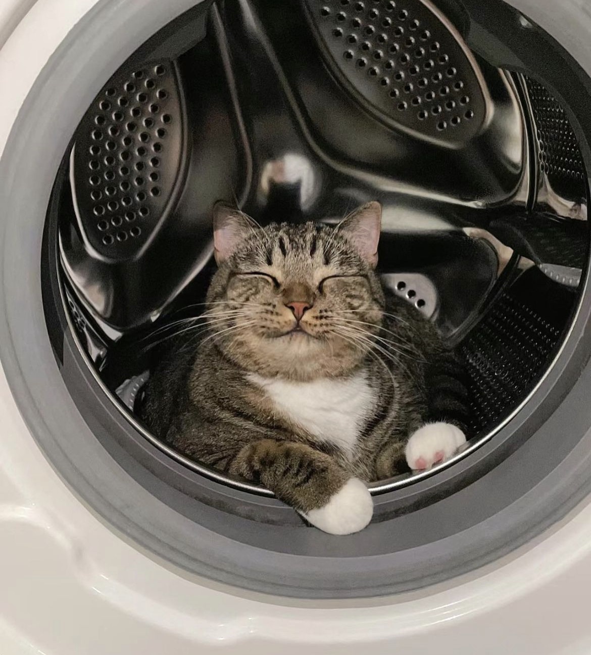 1170x1296, 409 Kb / стиральная машина, барабан, кот, кошка