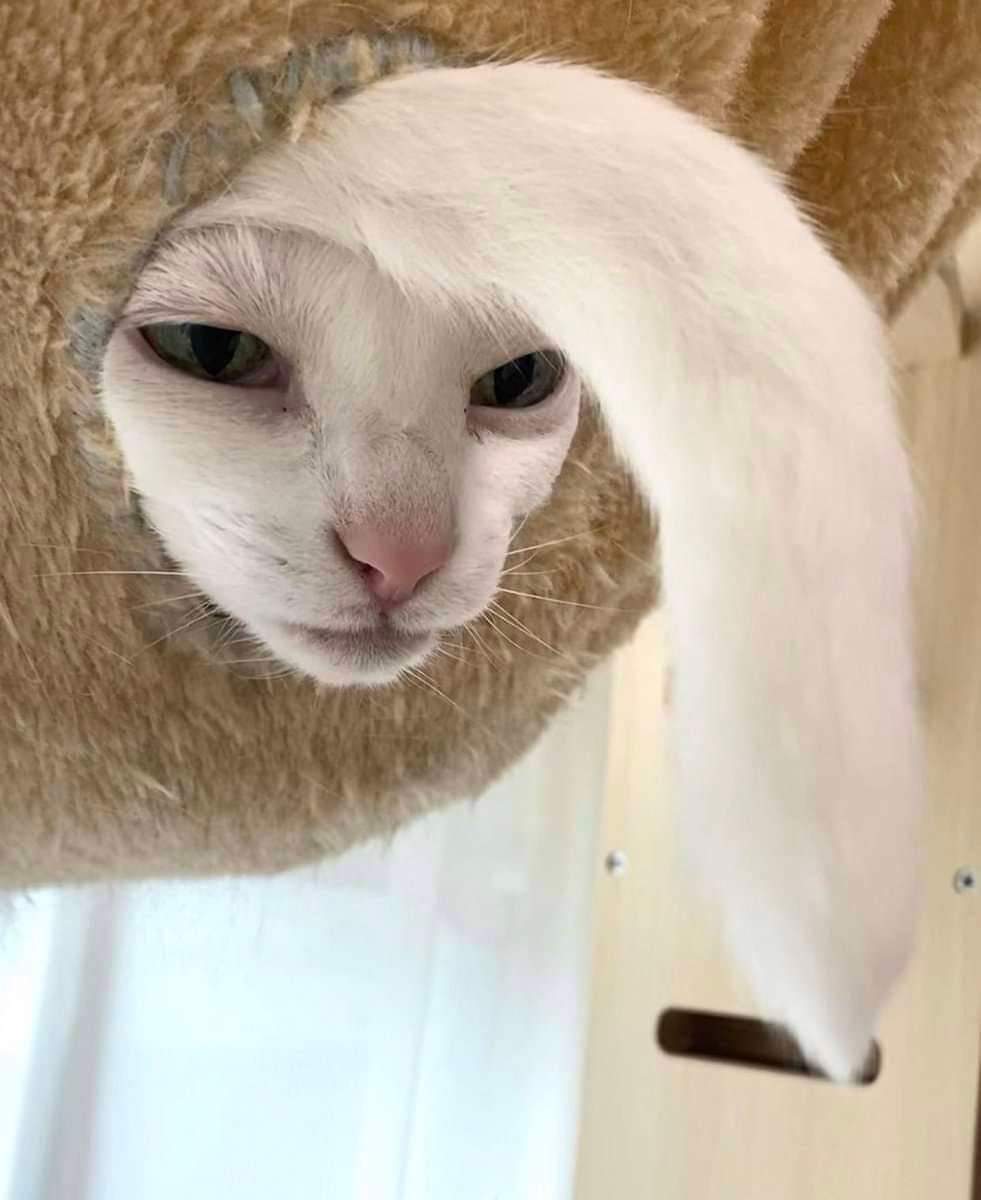 981x1200, 61 Kb / кот, кошка, хвост, морда, белый, дупло