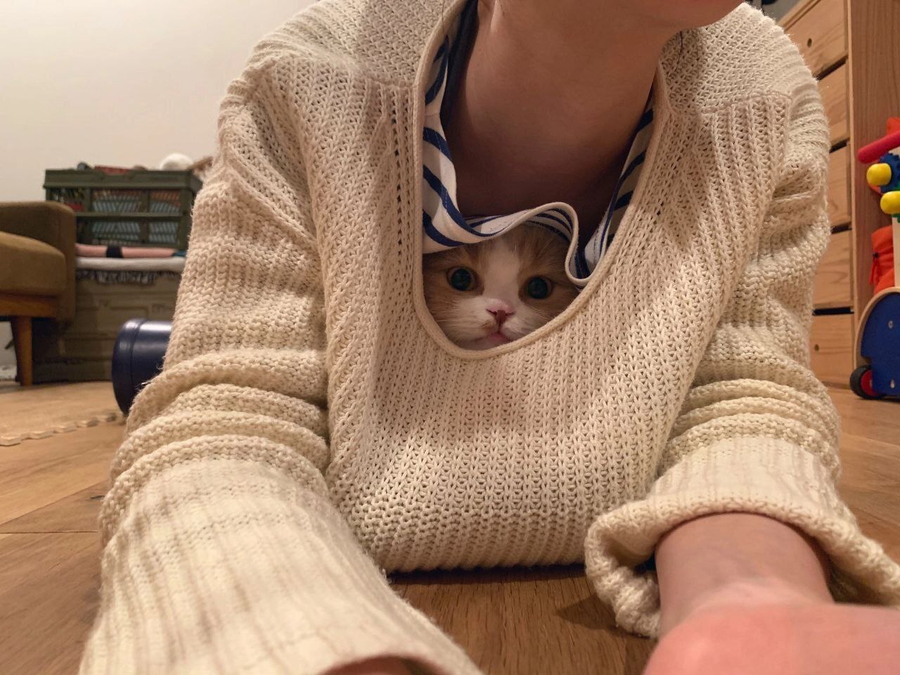 1280x960, 214 Kb / свитер, кофта, кот, кошка