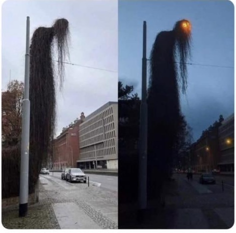 472x466, 65 Kb / Фонарь, столб, вьюн, трава