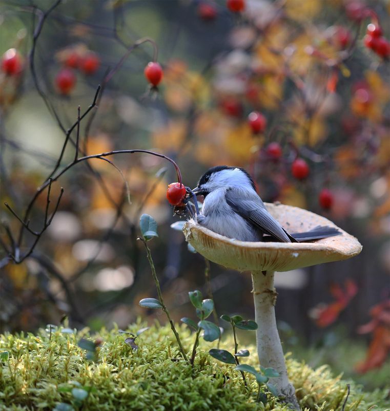 761x800, 96 Kb / птица, синица, грибок, ягода, шиповник, мох